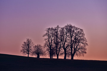Fototapeta na wymiar Baumgruppe bei Sonnenaufgang auf der Schwäbischen Alb