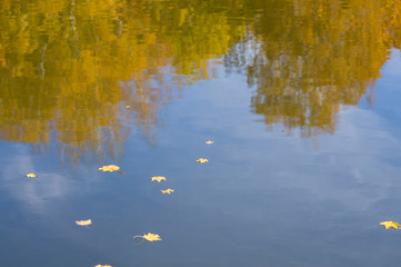 Obraz na płótnie Canvas yellow leaves on the water, reflections