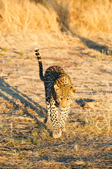 Leopard (Panthera pardus), laufend, Blickkontakt