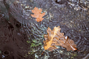 Autumn oak leaves fallen in a fountain basin