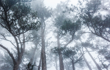 Mountain forest in the fog