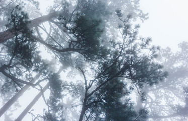 Mountain forest in the fog
