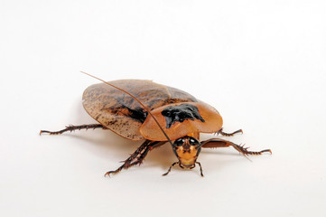Pfefferschabe (Archimandrita tesselata) - cockroach