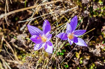 Mountain saffron (crocus)