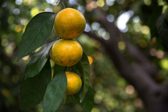 mandalina ağacında taze olgunlaşmış meyveler