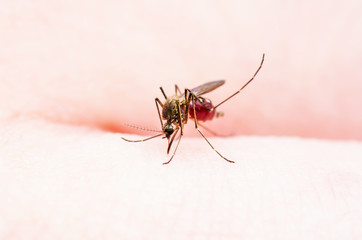 Encephalitis, Yellow Fever, Malaria Disease or Zika Virus Infected Culex Mosquito Parasite Insect Macro