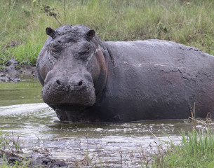 African hippopotamus