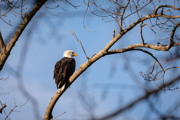 Eagle on a Tree