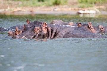 African hippopotamus