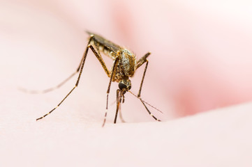 Encephalitis, Yellow Fever, Malaria Disease or Zika Virus Infected Culex Mosquito Parasite Insect Macro