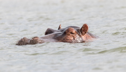 Fototapeta premium African hippopotamus