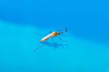 Encephalitis, Yellow Fever, Malaria Disease or Zika Virus Infected Culex Mosquito Parasite Insect Macro on Water
