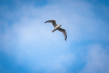 Bird Flying