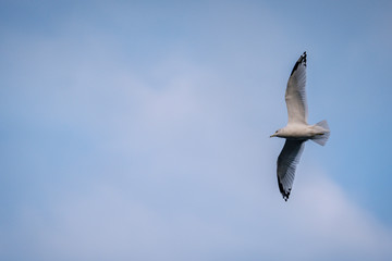 Bird Flying