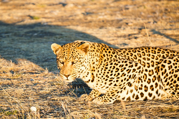 Leopard (Panthera pardus), liegt im Gras