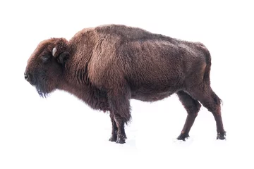 Papier Peint photo Autocollant Bison bison américain