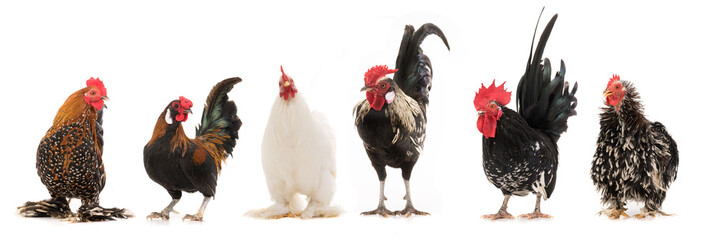 scollage six cock isolated