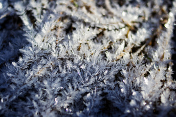 Frost on the grass. A park. Morning.