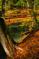Vom Herbstlaub bedeckter Teich in einem Wald des brandenburgischen Naturschutzgebiets "Nonnenfließ" (Nähe Forsthaus "Geschirr")