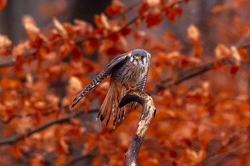 American Kestrel Falco sparverius sat on a branch in fall autumn in the woodland forest
