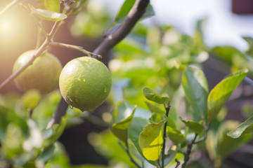 Soft focus fresh green limes hanging on tree with green leaves and sunlight Full of drops of water after rain.