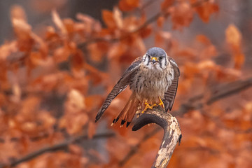 American Kestrel Falco sparverius sat on a branch in fall autumn in the woodland forest
