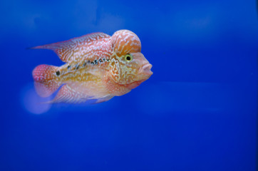 Obraz na płótnie Canvas Flowerhorn Cichlid fish
