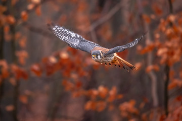 American Kestrel Falco sparverius sat on a branch in fall autumn in the woodland forest