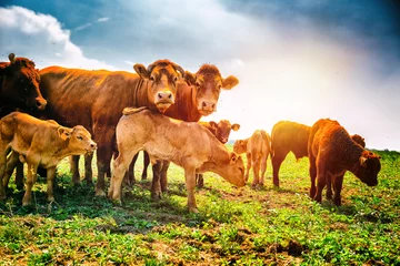 Fotobehang Koe Schattige kalfjes grazen met koeien