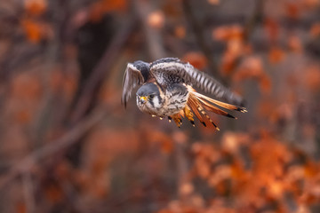 American Kestrel Falco sparverius sat on a branch in fall autumn in the woodland forest