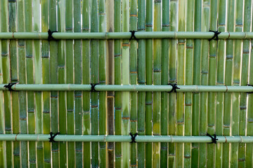 Fresh bamboo wall