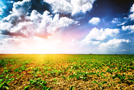 Agricultural Field With Green Sugar Beet Sprouts