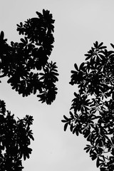 beautiful silhouette leaf tree