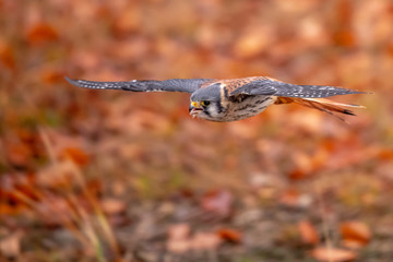 American Kestrel Falco sparverius sat on a branch in fall autumn in the woodland forest