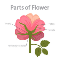 Flower part infographics. Biology and education concept