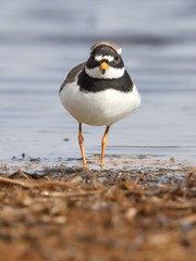 Common Ringed Plover