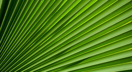 Obraz premium Lines and textures of Green Palm leaves