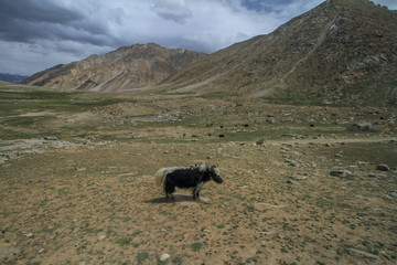 Ladakh Landscapes