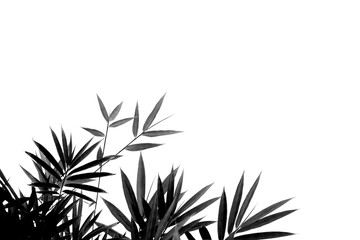 bamboo leaves on a white background