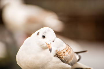 Black headed gull, closeup