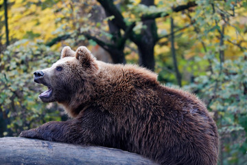 Europäische Braunbär oder Eurasische Braunbär (Ursus arctos 