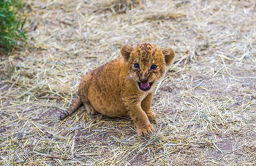 Tiger cub