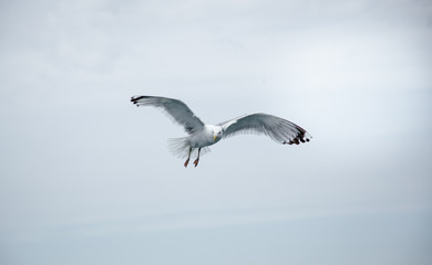 Seagull