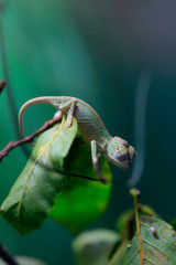 Junges Jemenchamäleon (Chamaeleo calyptratus)