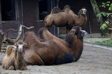Trampeltiere mit Jungtier (Camelus ferus) 