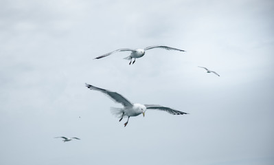 Black Sea Gulls