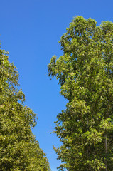 Tree and blue sky