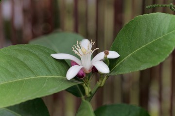 Lemon tree flower (Citrus limon)