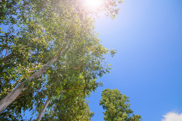 Fototapeta premium Up view on tree