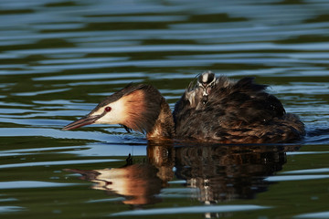 Great crested grebe (Podiceps cristatus)